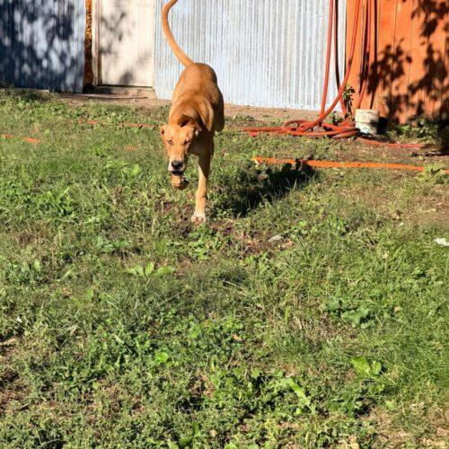 Giovanni, Adoptable, Puppy Male Great Dane & Yellow Labrador Retriever.