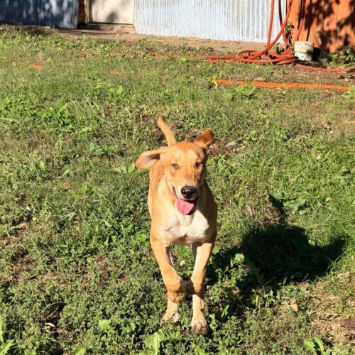 Enlarge Giovanni, a Adoptable mixed breed in Richmond, MO image 3/3