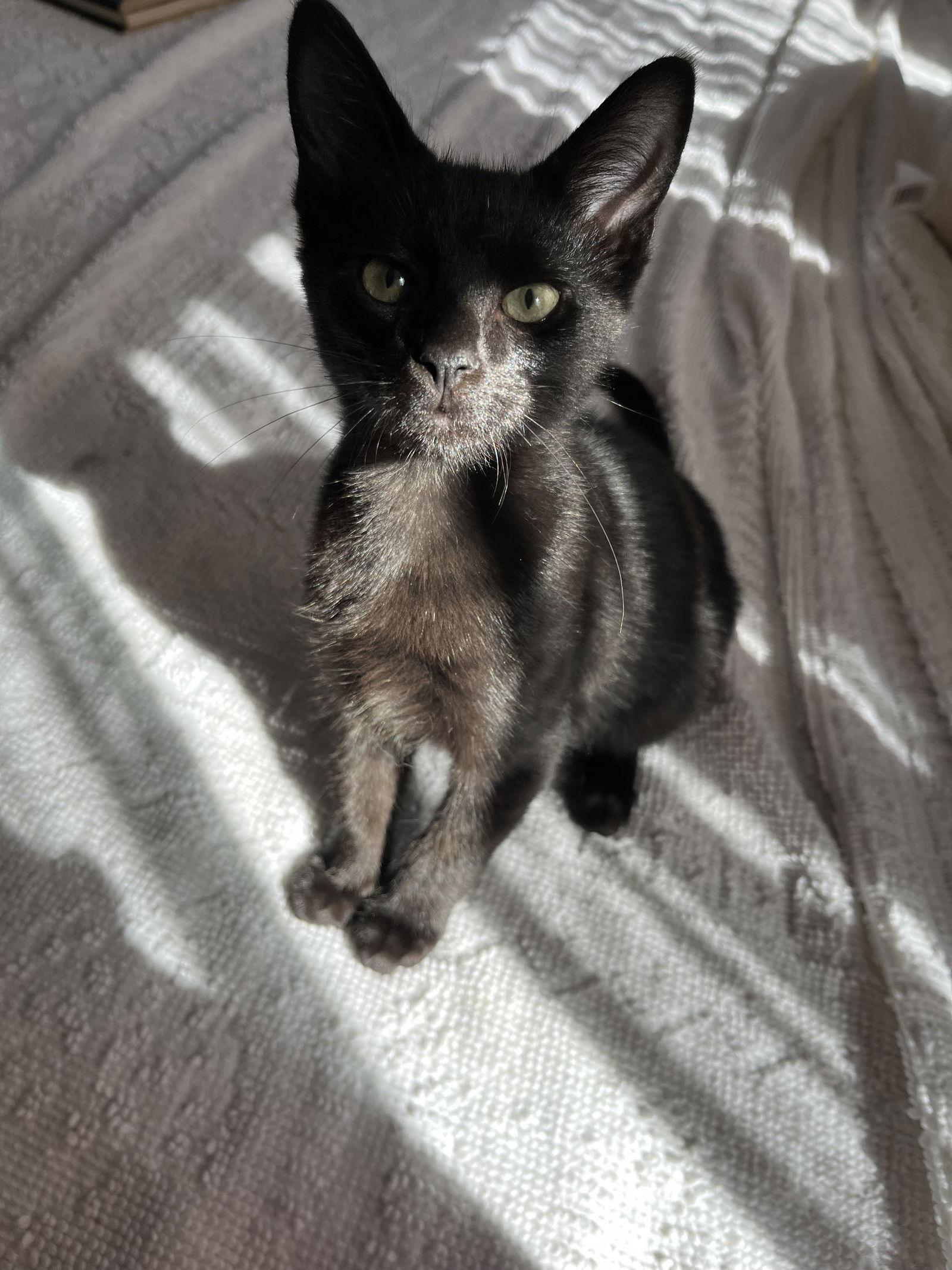 Independence “Indy”, Adoptable, Kitten Male Domestic Short Hair.