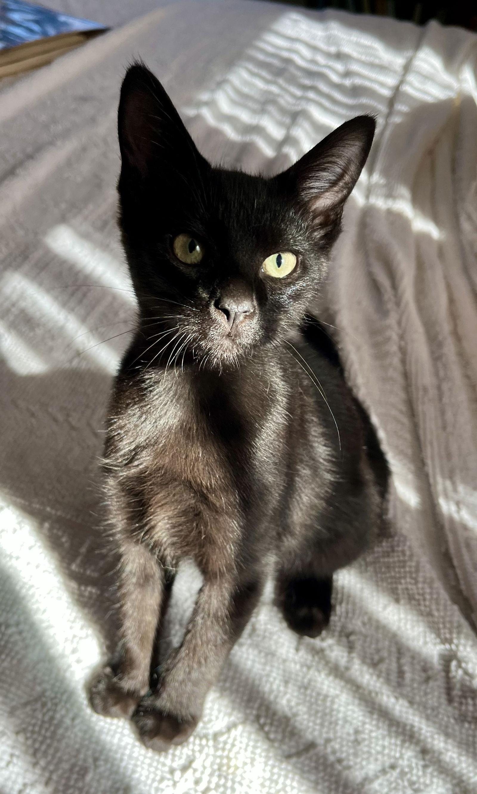 Independence “Indy”, a Adoptable Domestic Short Hair in Rural Hall, NC image 2/3