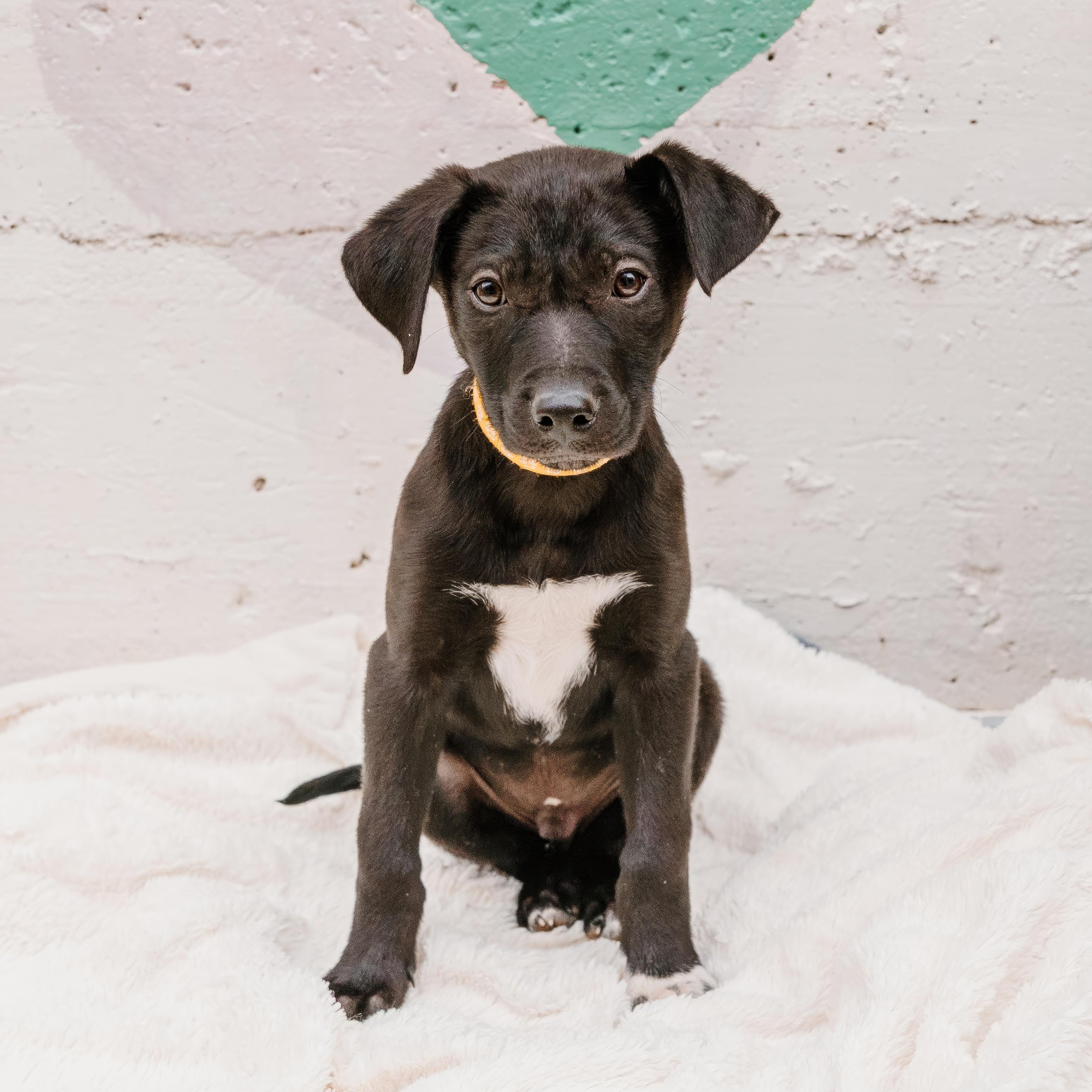 Enlarge Batman, a ADOPTABLE mixed breed in Rock Hill, SC image 1/6