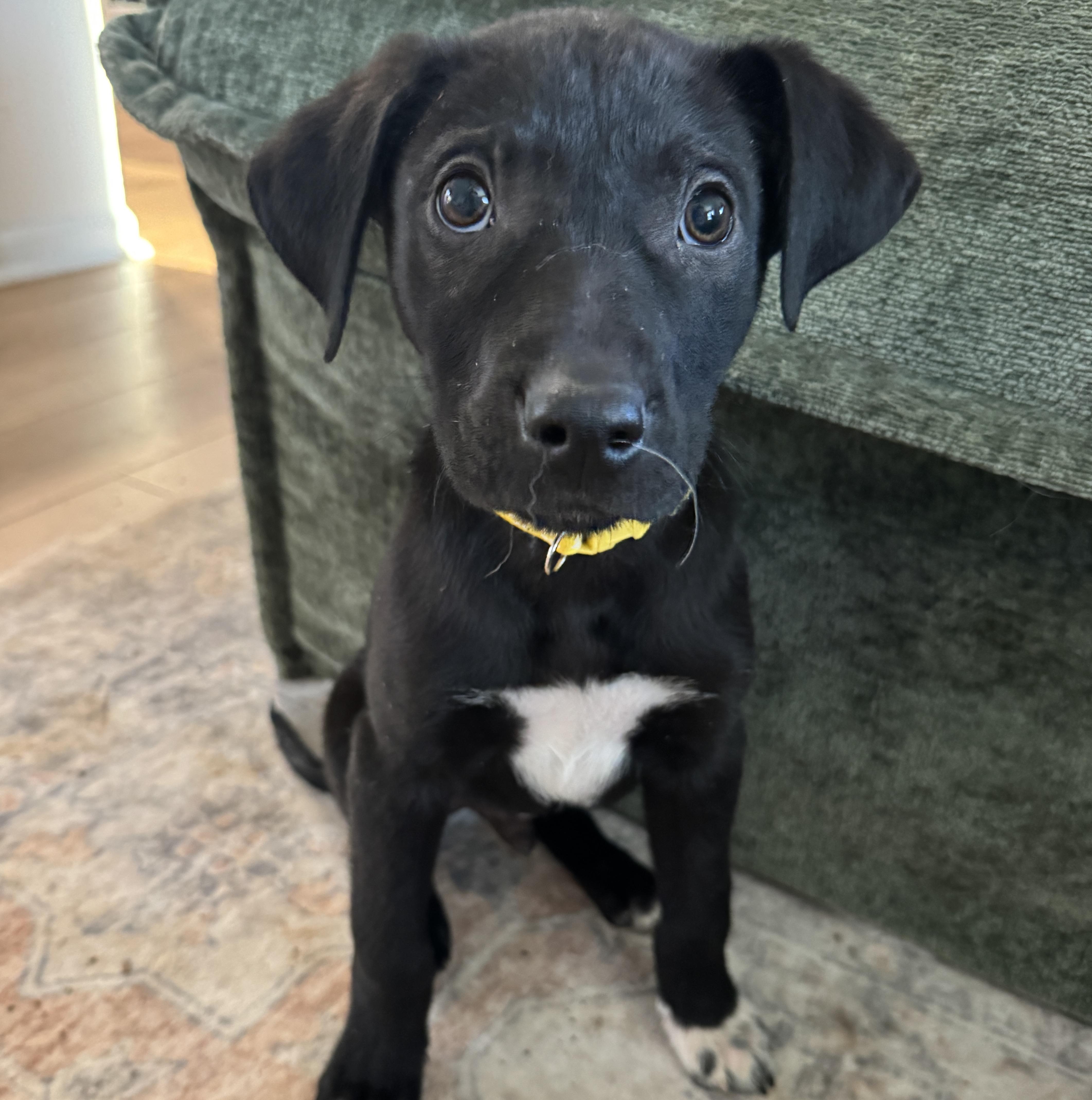 Enlarge Batman, a ADOPTABLE mixed breed in Rock Hill, SC image 6/6