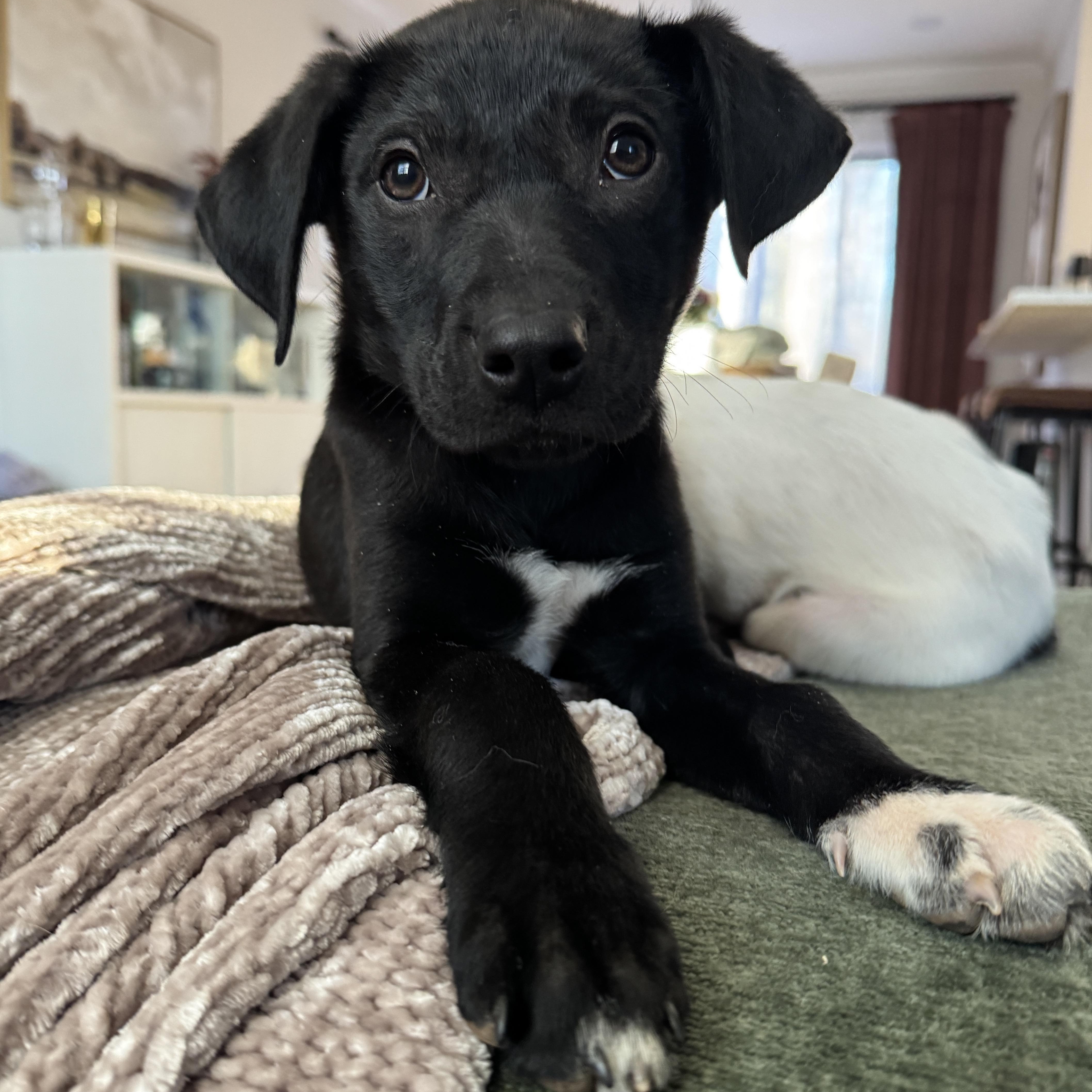 Enlarge Batman, a ADOPTABLE mixed breed in Rock Hill, SC image 5/6