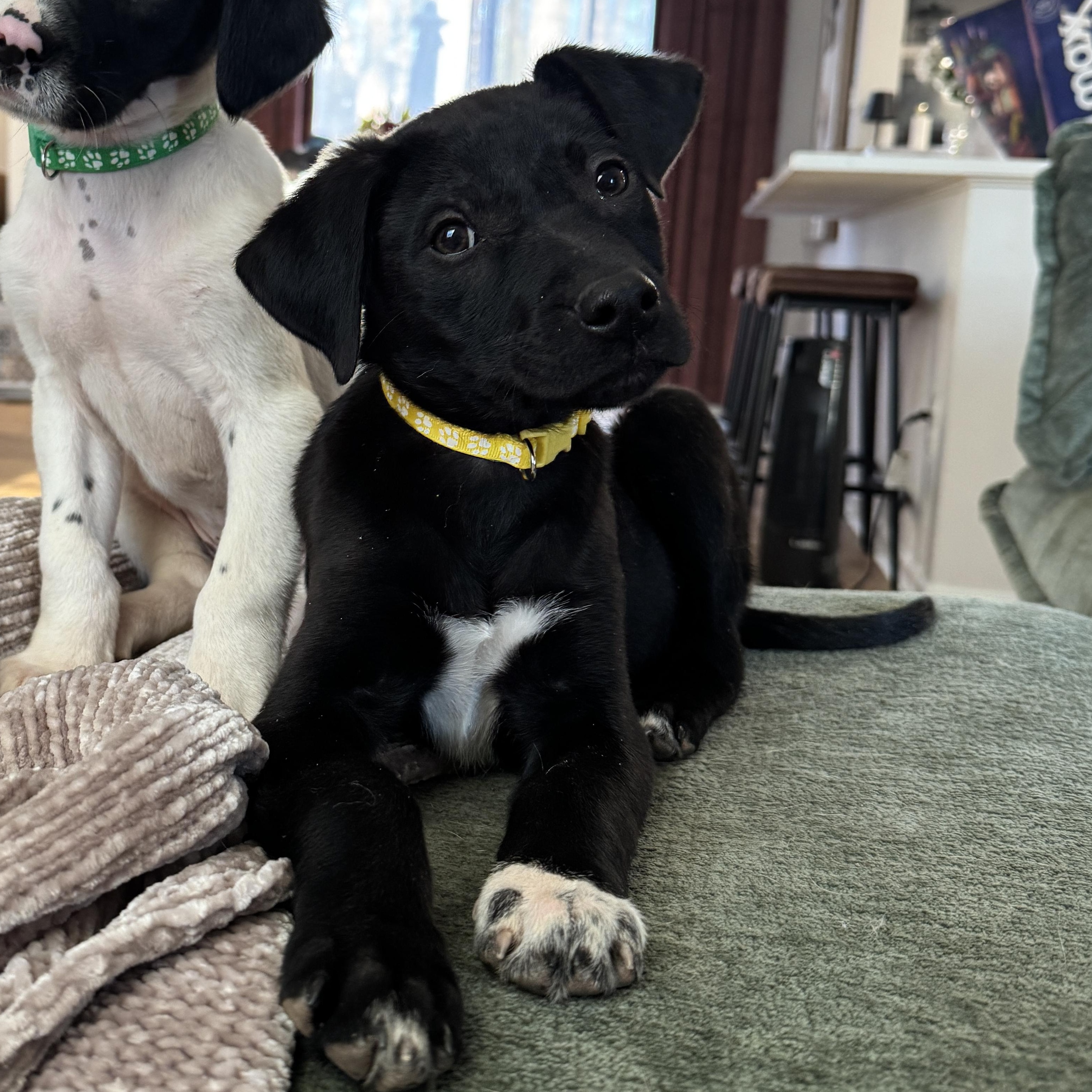 Enlarge Batman, a ADOPTABLE mixed breed in Rock Hill, SC image 3/6