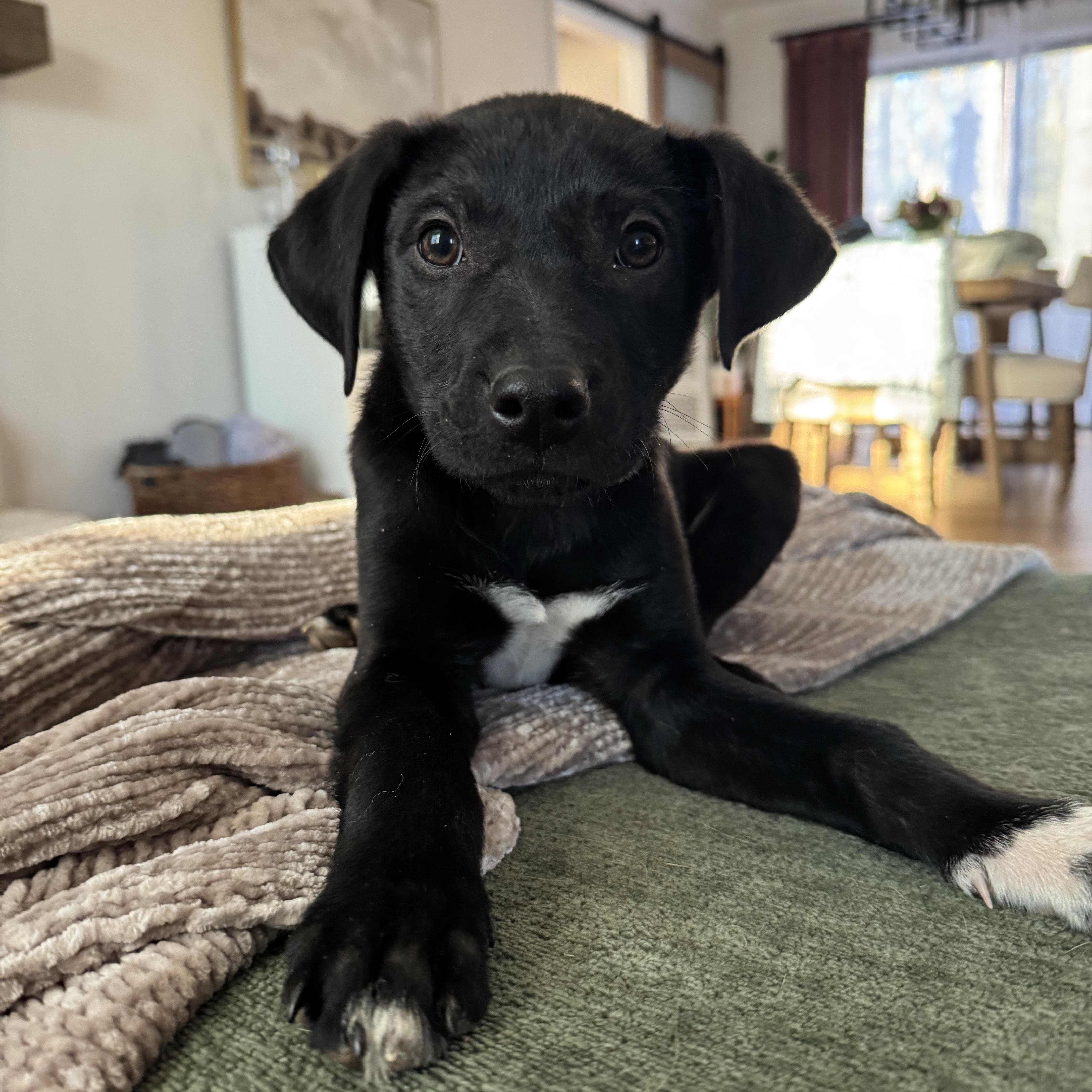 Batman, ADOPTABLE, Puppy Male German Shorthaired Pointer & Labrador Retriever.