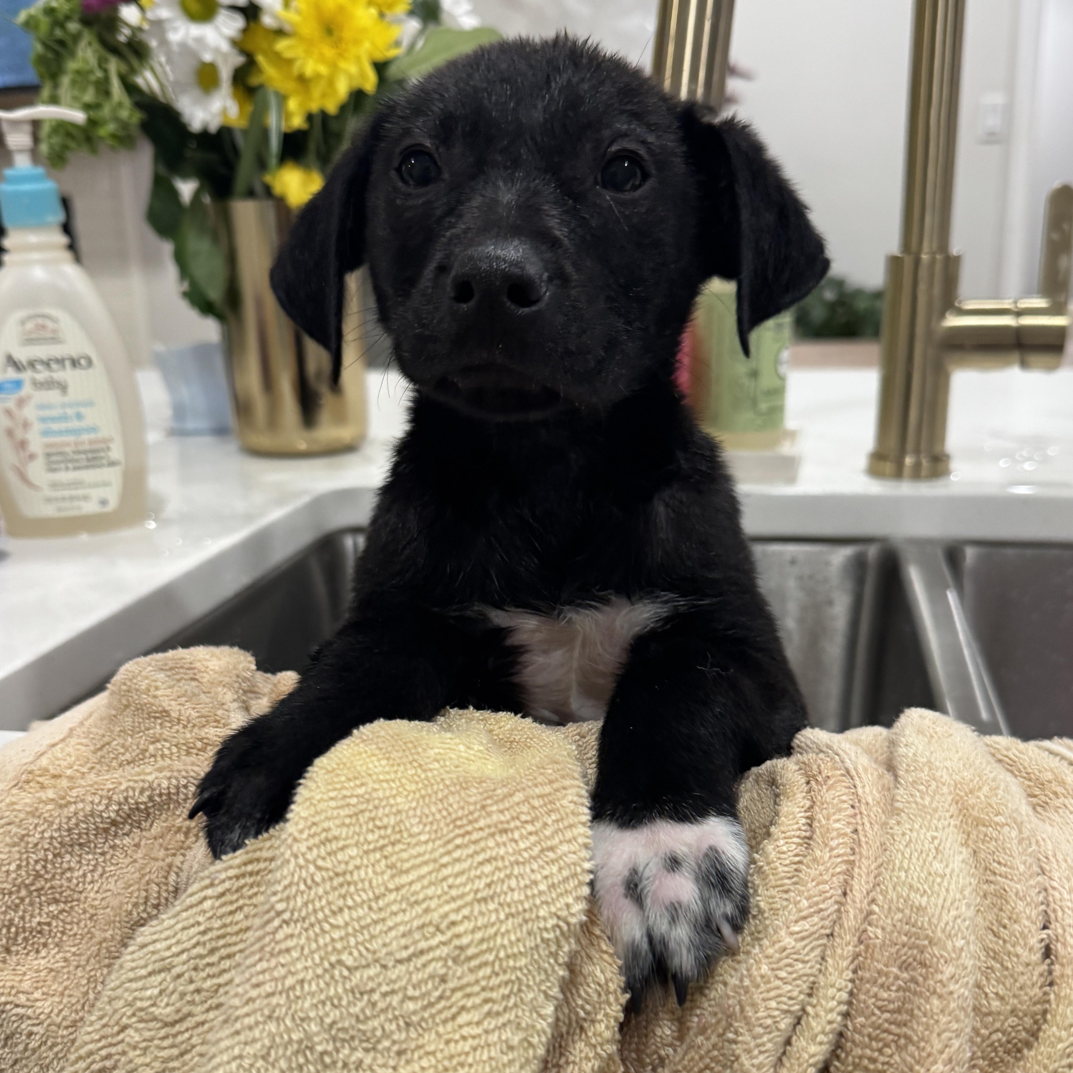 Enlarge Batman, a ADOPTABLE mixed breed in Rock Hill, SC image 4/6