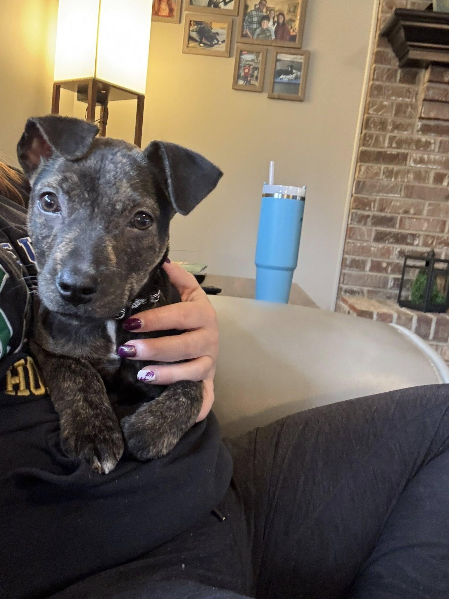 Enlarge Adina, a Adoptable Mixed Breed in Schaumburg, IL image 2/6