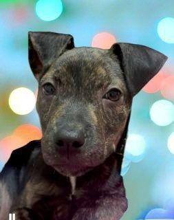 Adina, Adoptable, Puppy Male Mixed Breed.