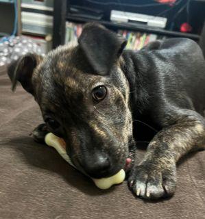 Enlarge Adina, a Adoptable Mixed Breed in Schaumburg, IL image 3/6