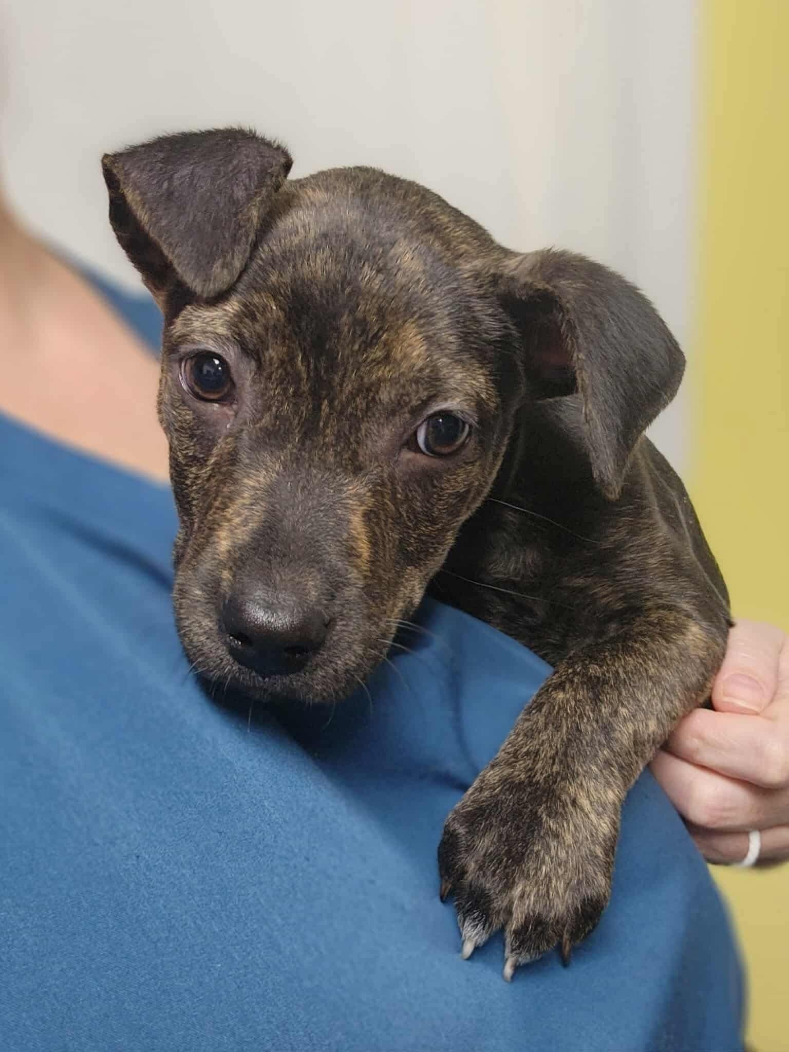 Enlarge Adina, a Adoptable Mixed Breed in Schaumburg, IL image 4/6