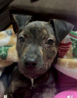 Enlarge Adina, a Adoptable Mixed Breed in Schaumburg, IL image 5/6