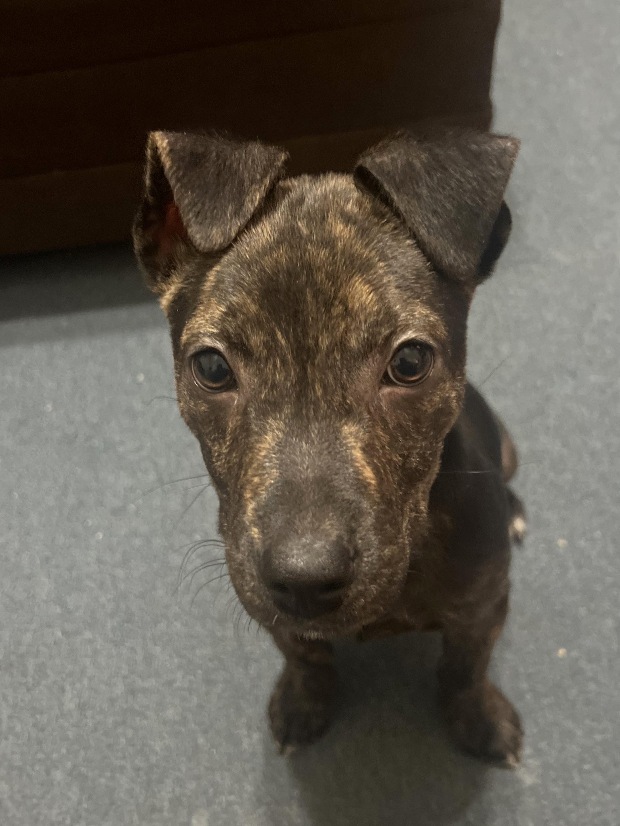 Enlarge Adina, a Adoptable Mixed Breed in Schaumburg, IL image 6/6