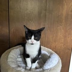 Boots, Adoptable, Kitten Female Domestic Short Hair.