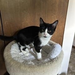 Enlarge Boots, a Adoptable Domestic Short Hair in Clawson, MI image 2/3