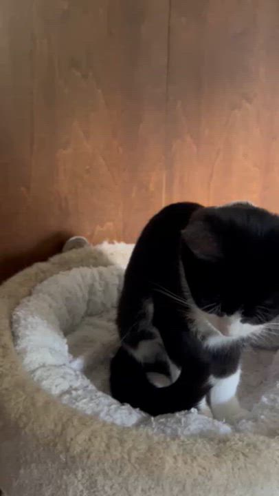 Enlarge Boots, a Adoptable Domestic Short Hair in Clawson, MI video 3/3