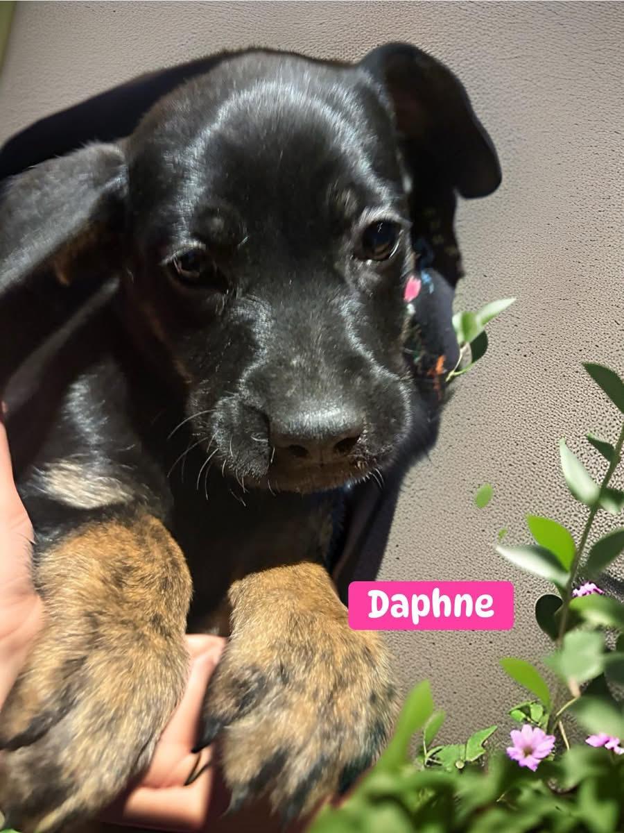 Daphne, ADOPTABLE, Puppy Female Black Labrador Retriever.