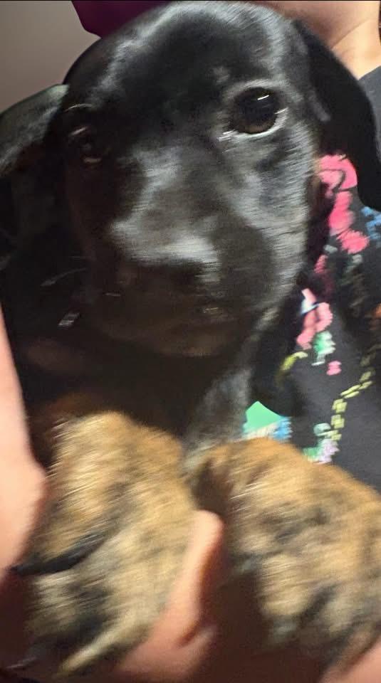 Enlarge Daphne, an adoption pending mixed breed in Woodbury, NJ image 2/3