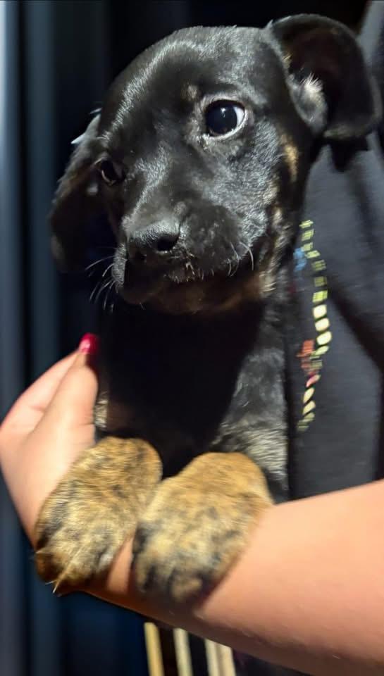 Enlarge Daphne, an adoption pending mixed breed in Woodbury, NJ image 3/3