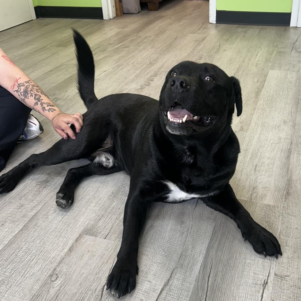 Bronco, Adoptable, Adult Male Labrador Retriever & American Bulldog.