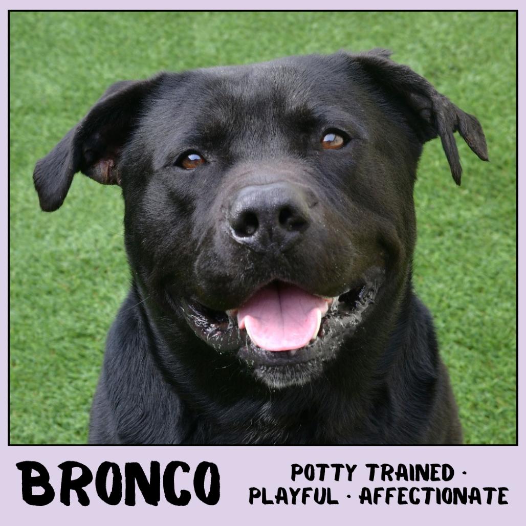 Enlarge Bronco, a Adoptable mixed breed in Emporia, KS image 2/6