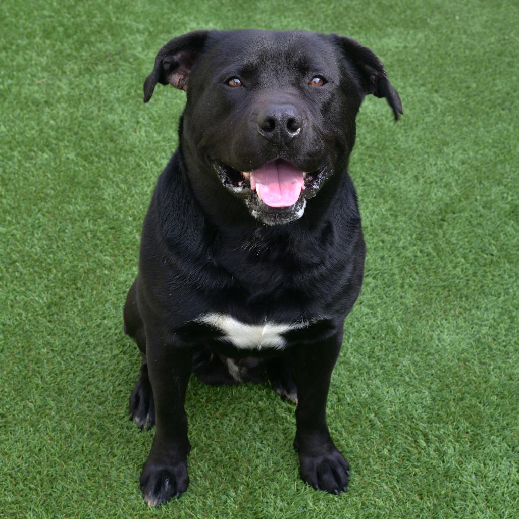 Enlarge Bronco, a Adoptable mixed breed in Emporia, KS image 5/6