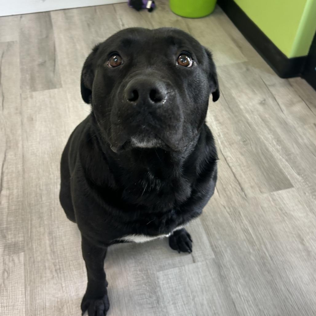 Enlarge Bronco, a Adoptable mixed breed in Emporia, KS image 6/6
