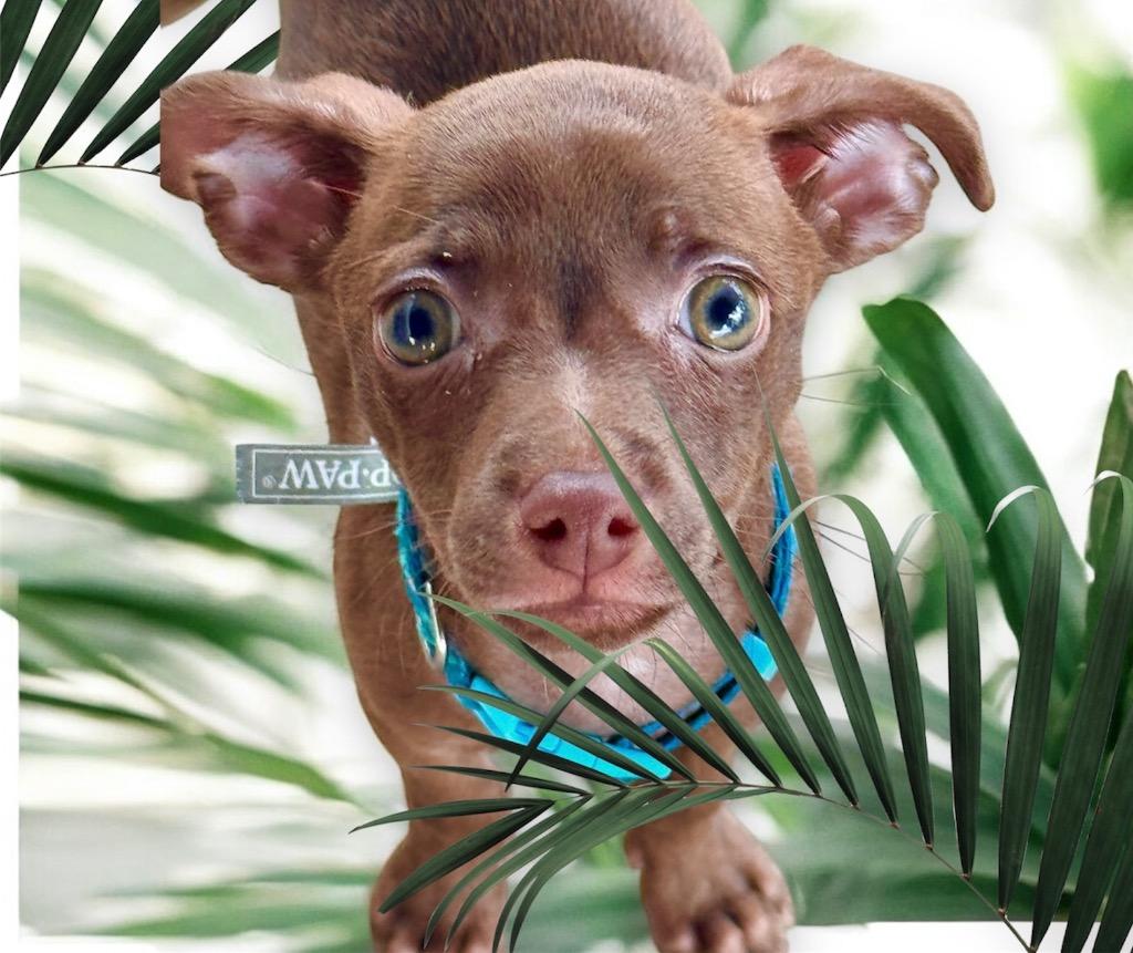 Enlarge Juve-LIttle Chi Puppy!, a Adopted Chihuahua in Fort Myers, FL image 1/3