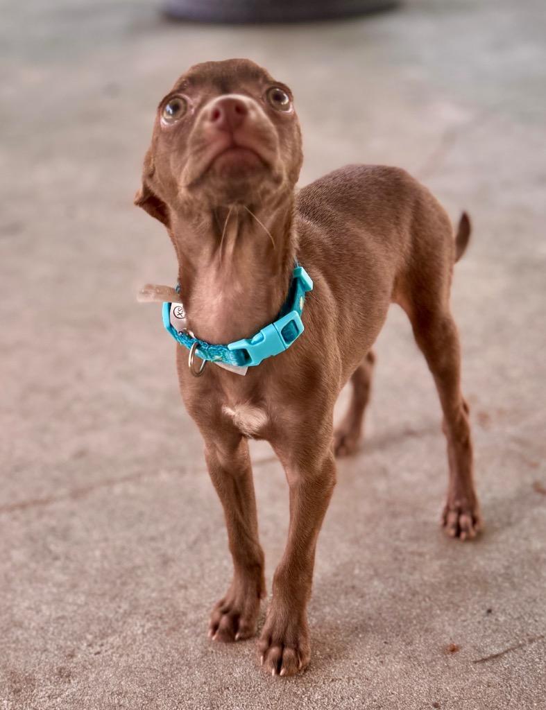 Enlarge Juve-LIttle Chi Puppy!, a Adopted Chihuahua in Fort Myers, FL image 3/3