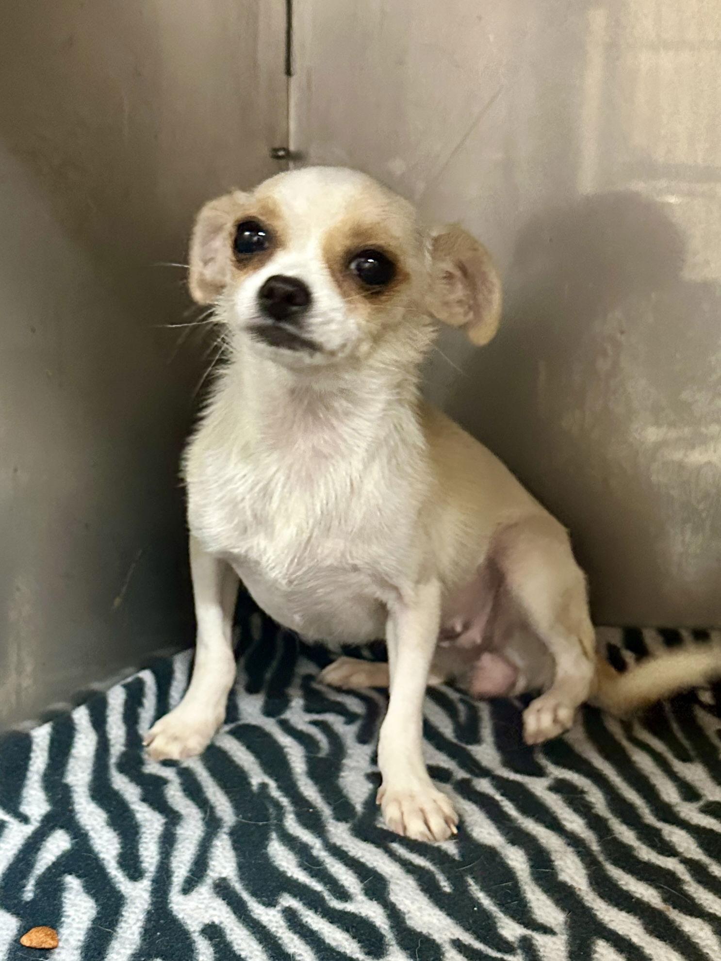 Mindy, a Adopted Chihuahua in Eastman, GA image 1/2