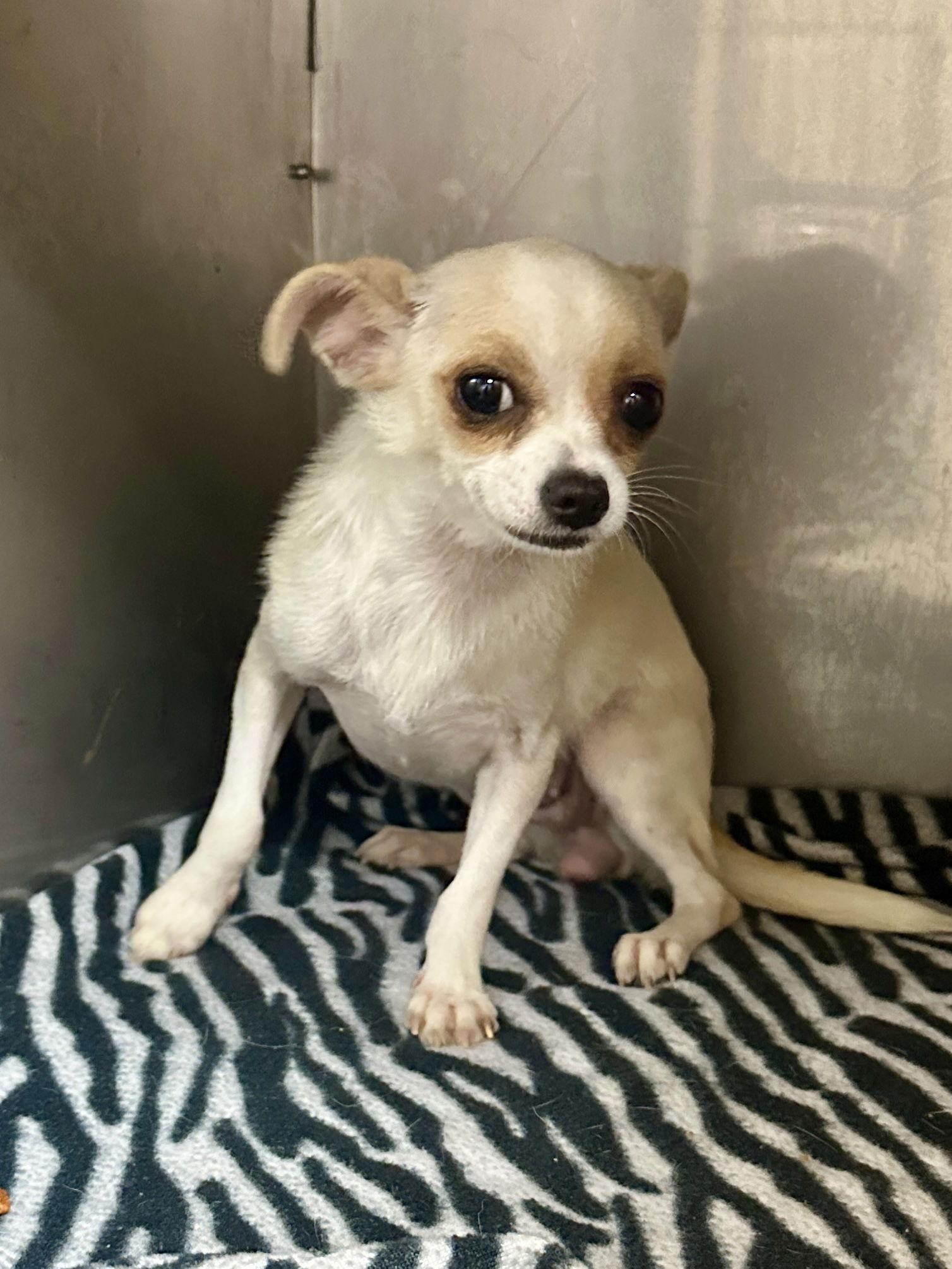 Mindy, a Adopted Chihuahua in Eastman, GA image 2/2