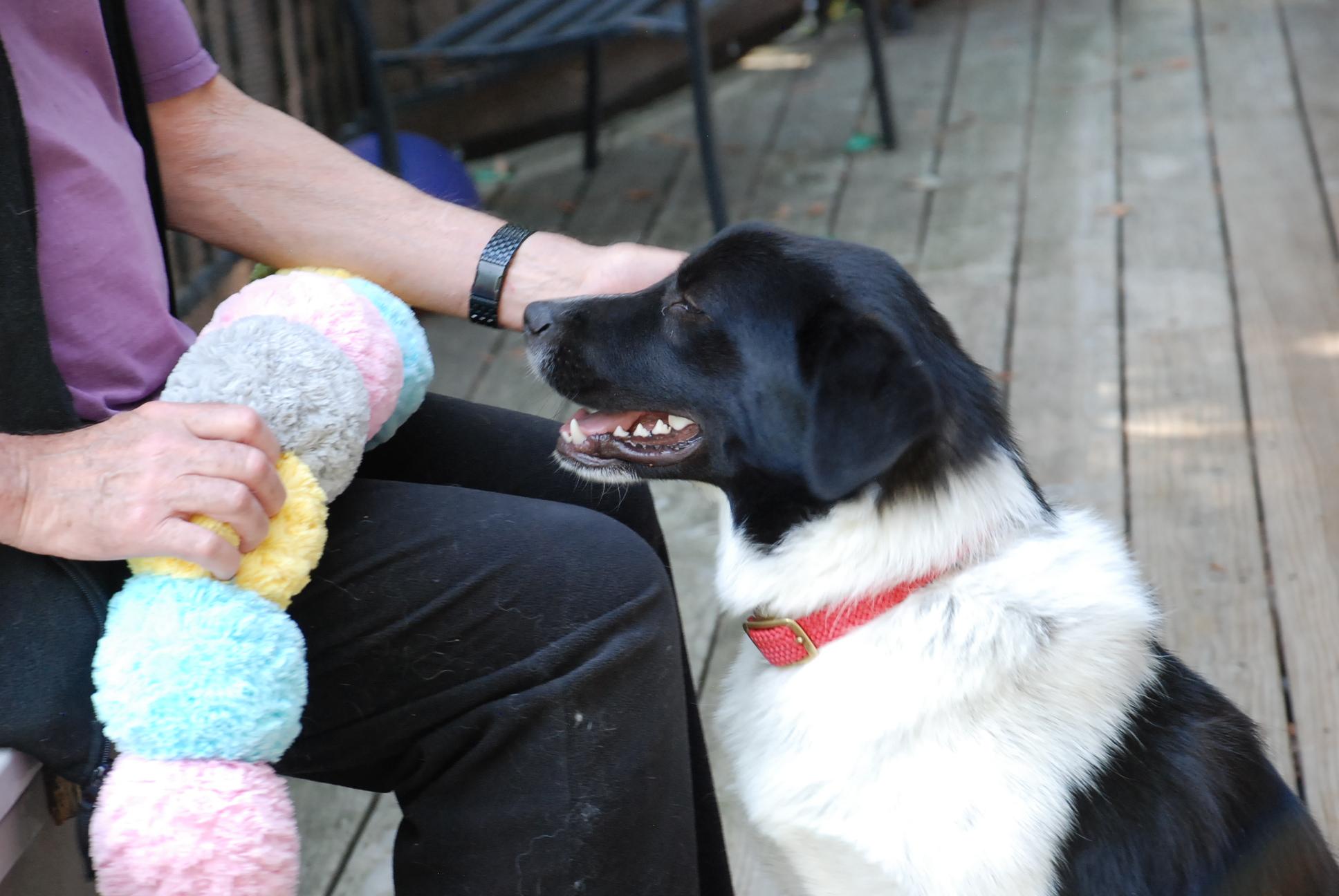 RIO, Adoptable, Young Male Border Collie & Labrador Retriever.