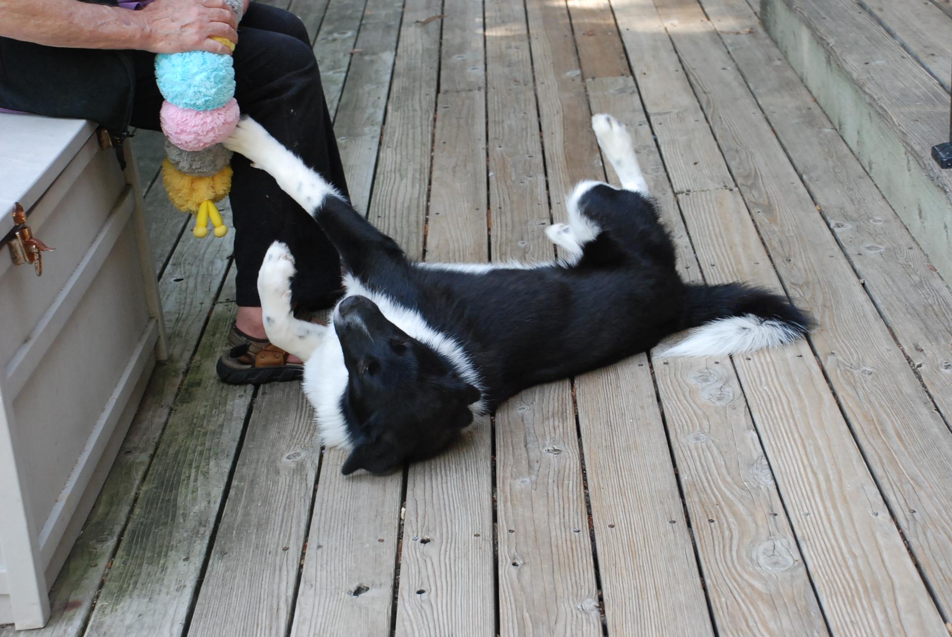 RIO, a Adoptable mixed breed in Felton, CA image 2/6