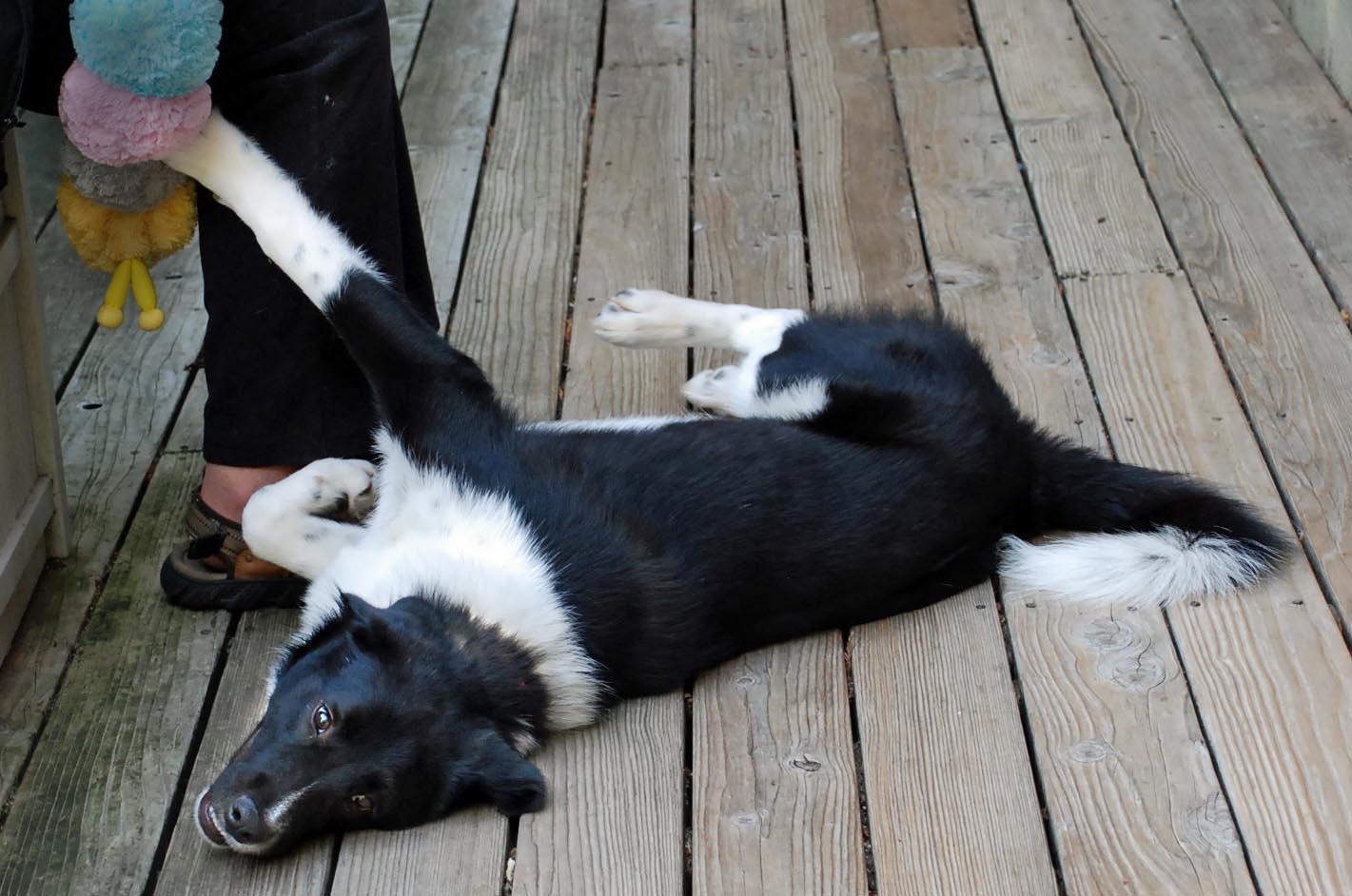 RIO, a Adoptable mixed breed in Felton, CA image 5/6