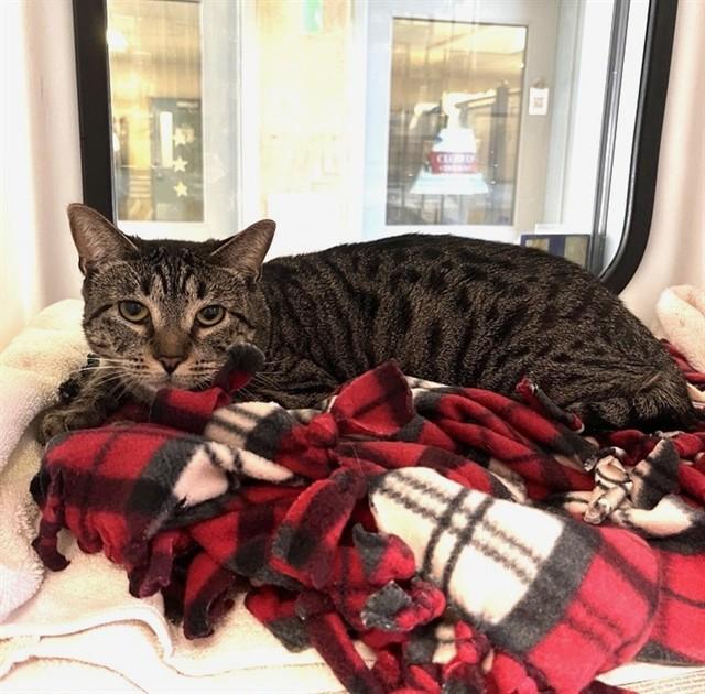 KEOKI, Adoptable, Young Female Domestic Short Hair.