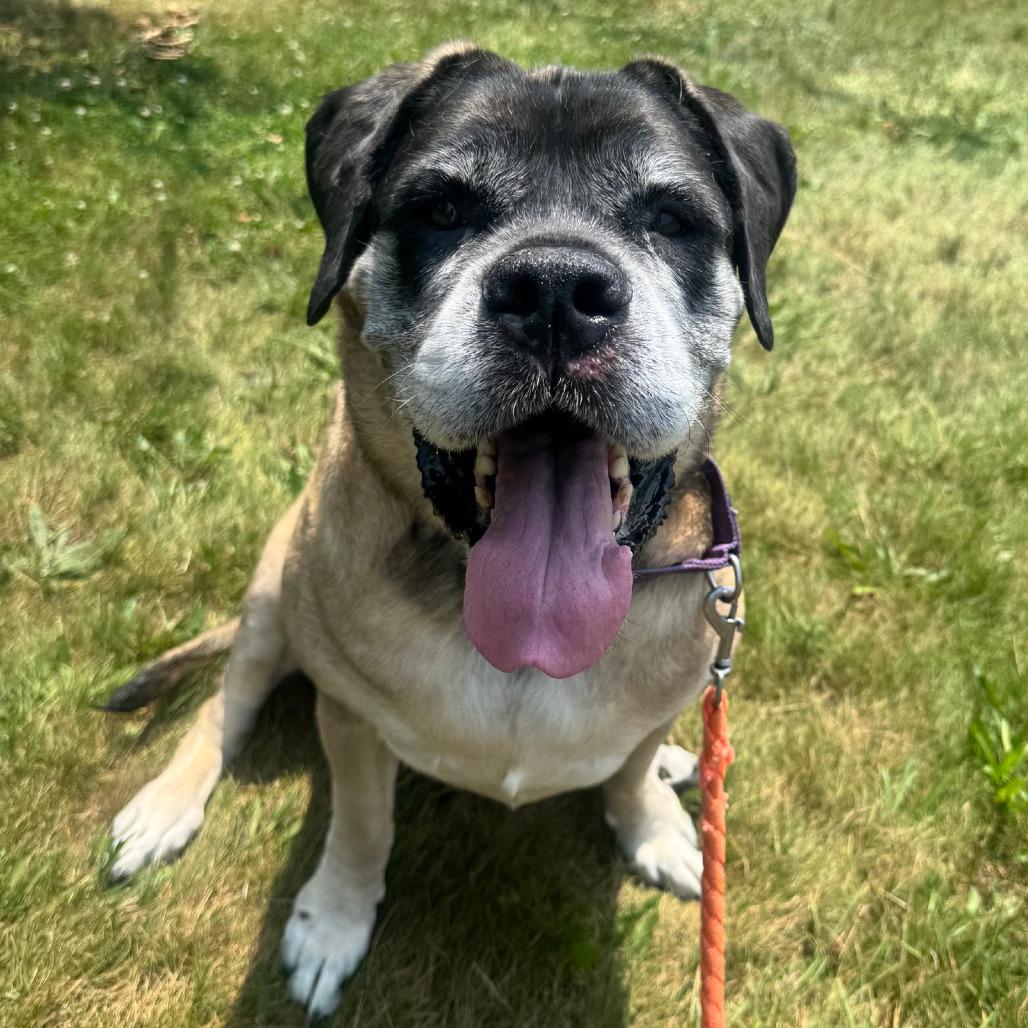 Ruby, Adoptable, Adult Female Mastiff.