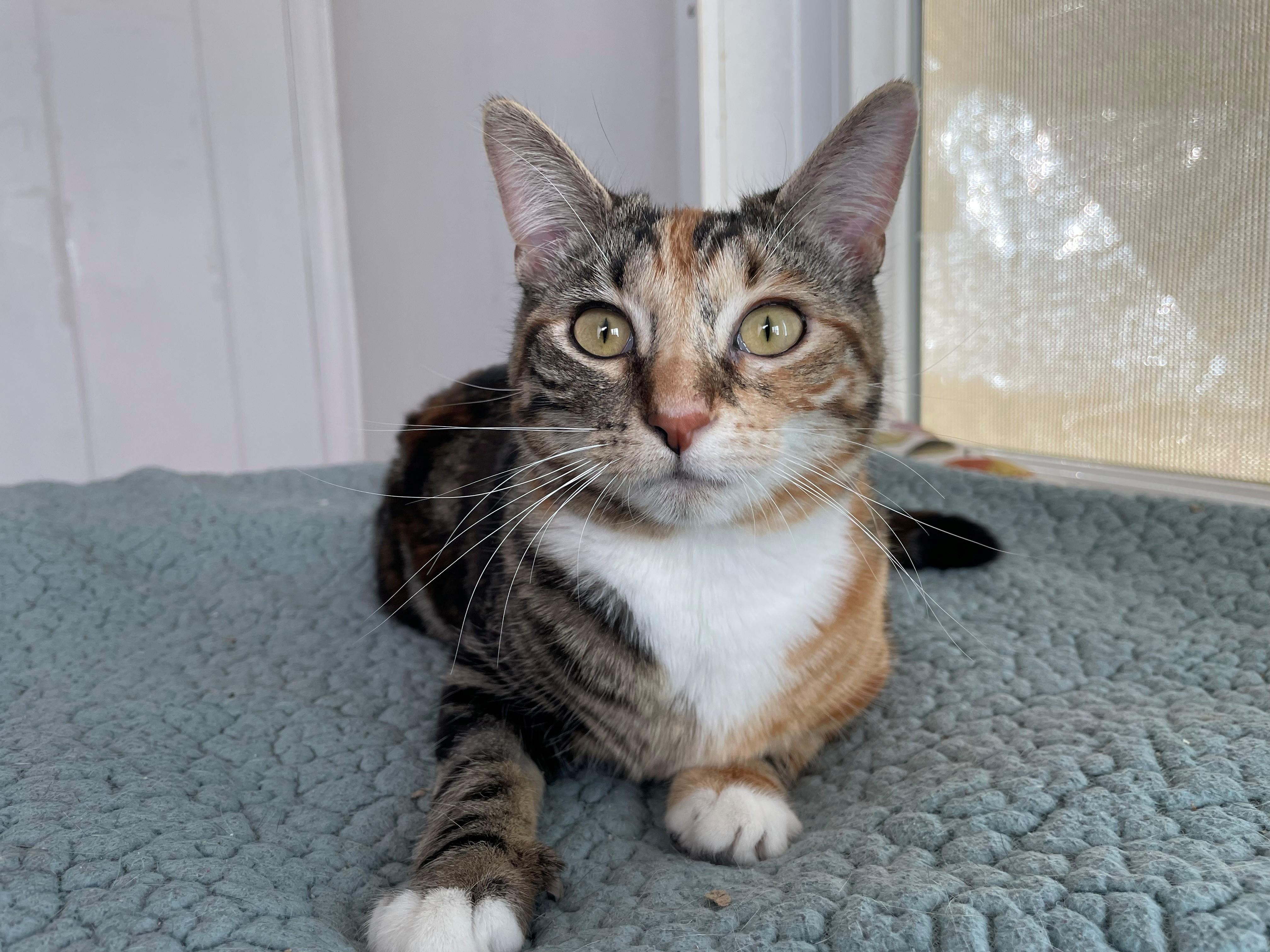 Violet, an adopted Calico in Midway City, CA image 2/4