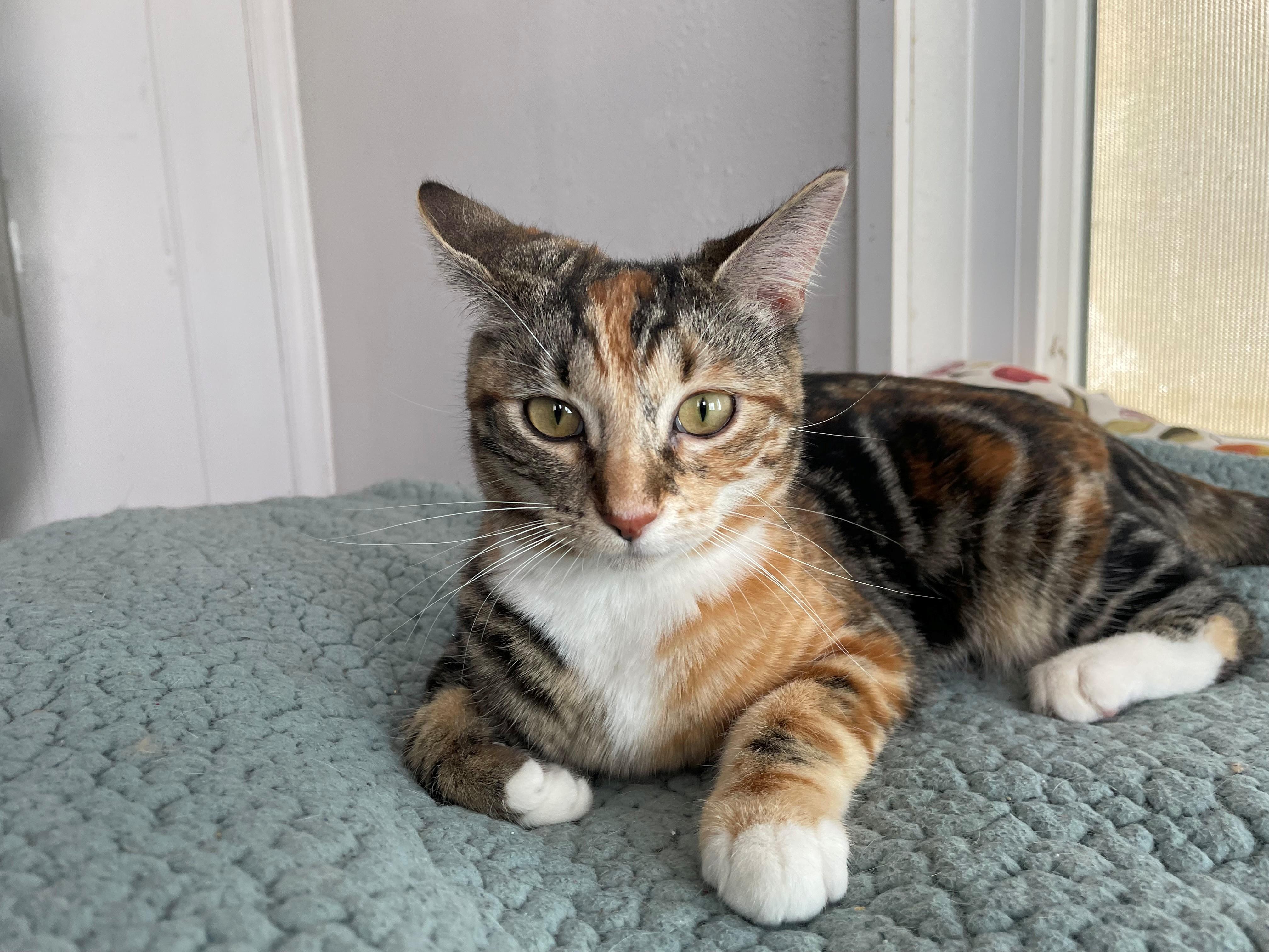 Violet, an adopted Calico in Midway City, CA image 3/4