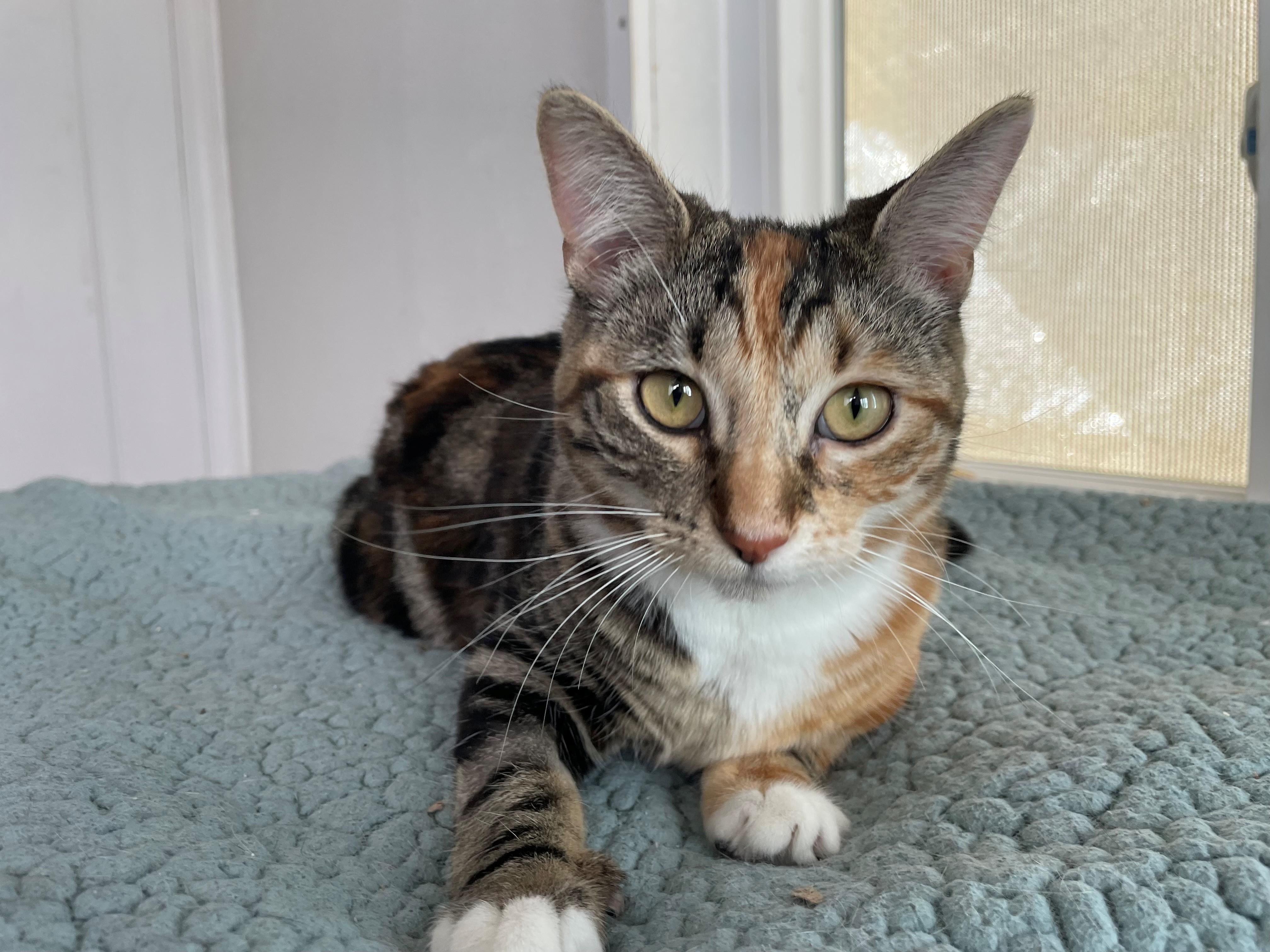 Violet, adopted, Kitten Female Calico.