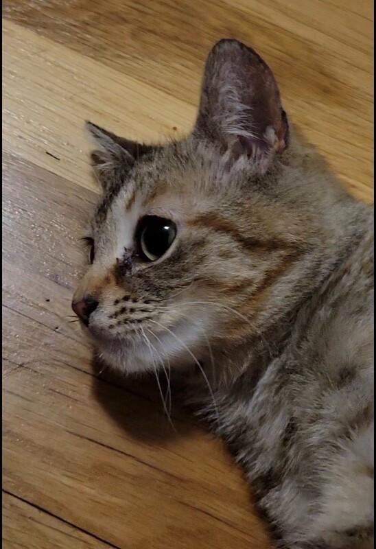 Enlarge Juno, a Adoptable Domestic Short Hair in North Babylon, NY image 1/6