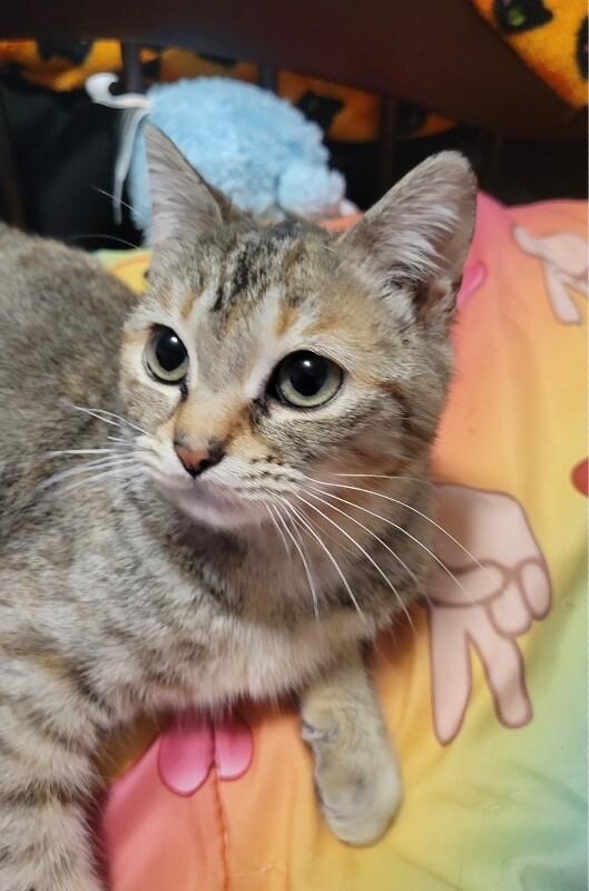 Enlarge Juno, a Adoptable Domestic Short Hair in North Babylon, NY image 2/6