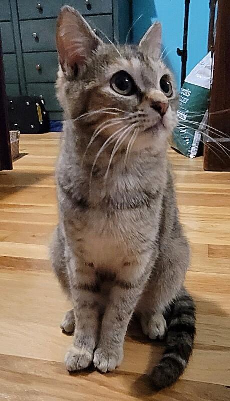 Enlarge Juno, a Adoptable Domestic Short Hair in North Babylon, NY image 3/6