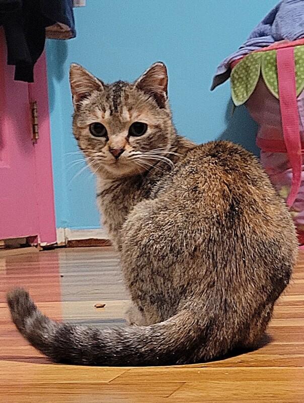 Enlarge Juno, a Adoptable Domestic Short Hair in North Babylon, NY image 4/6