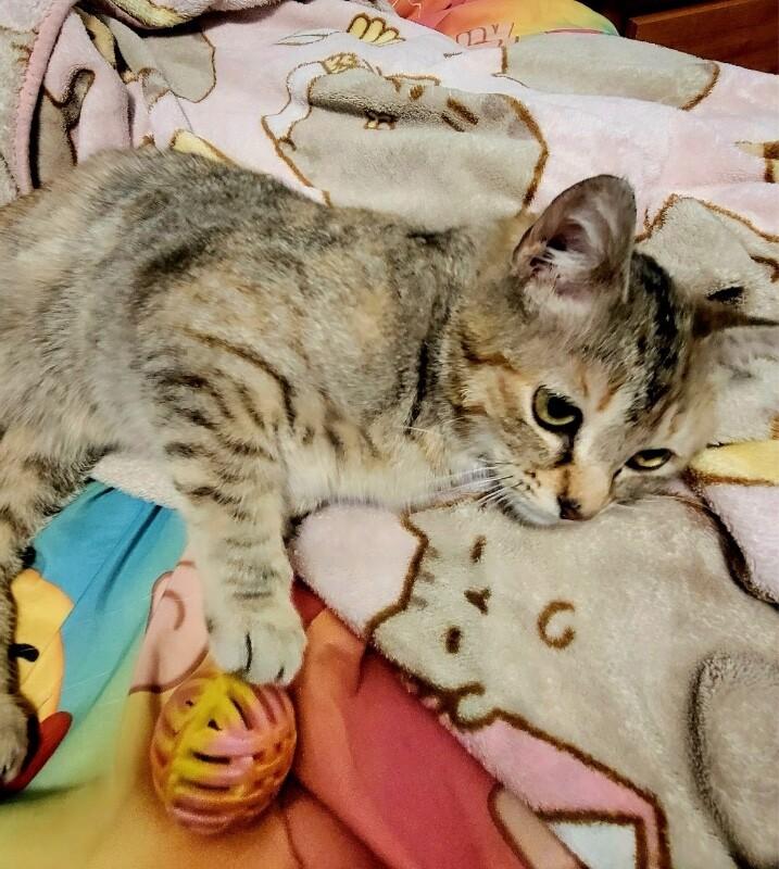 Enlarge Juno, a Adoptable Domestic Short Hair in North Babylon, NY image 5/6