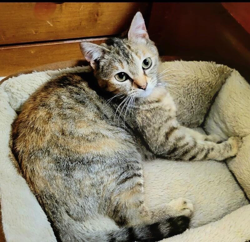 Enlarge Juno, a Adoptable Domestic Short Hair in North Babylon, NY image 6/6