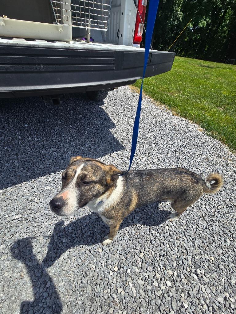 Dakota, a Adoptable mixed breed in Gallatin, TN image 1/3