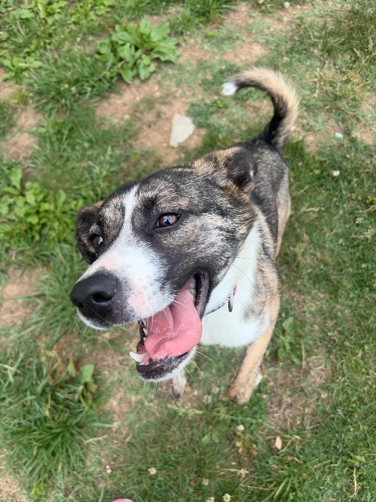 Dakota, a Adoptable mixed breed in Gallatin, TN image 2/3