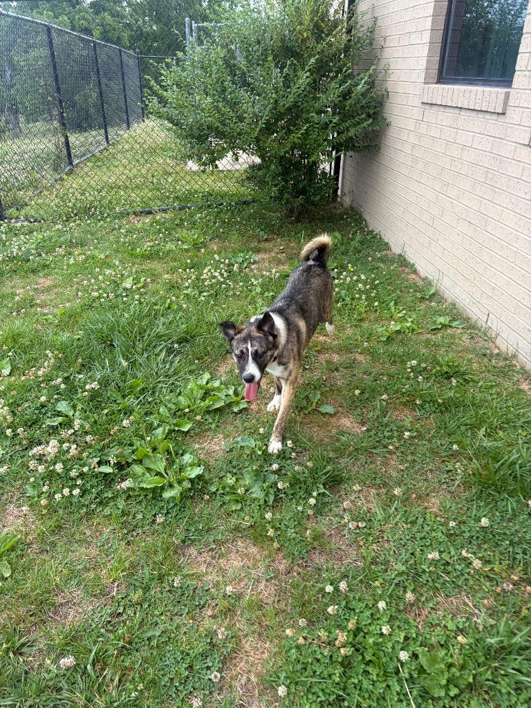 Dakota, a Adoptable mixed breed in Gallatin, TN image 3/3
