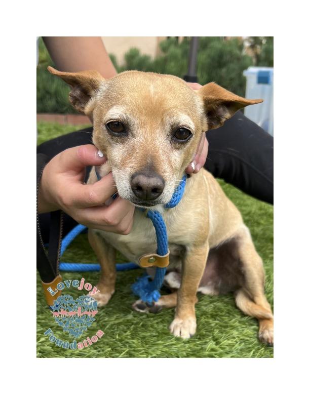 Sampson, Adoptable, Adult Male Terrier.