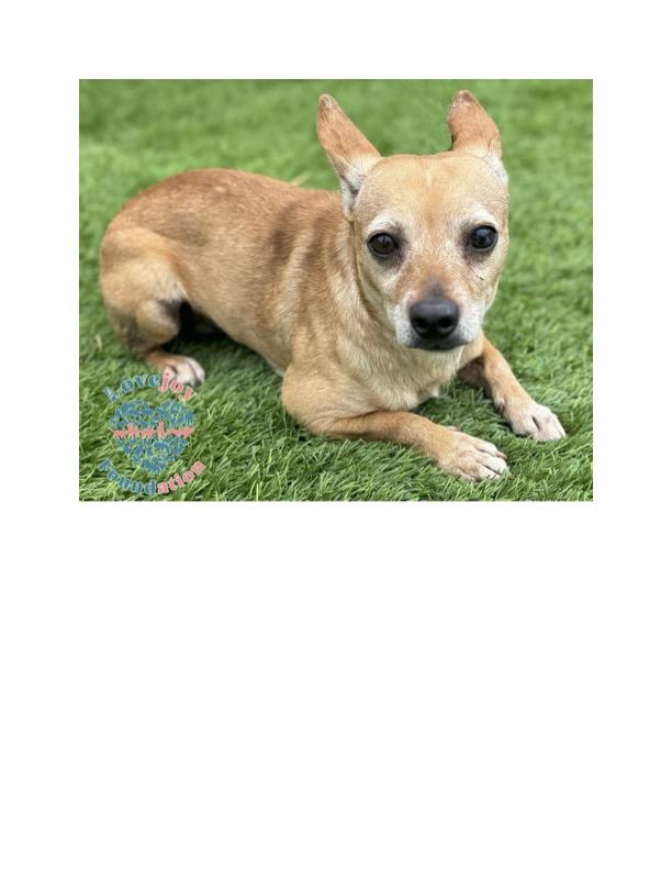 Sampson, a Adoptable mixed breed in Inglewood, CA image 2/2