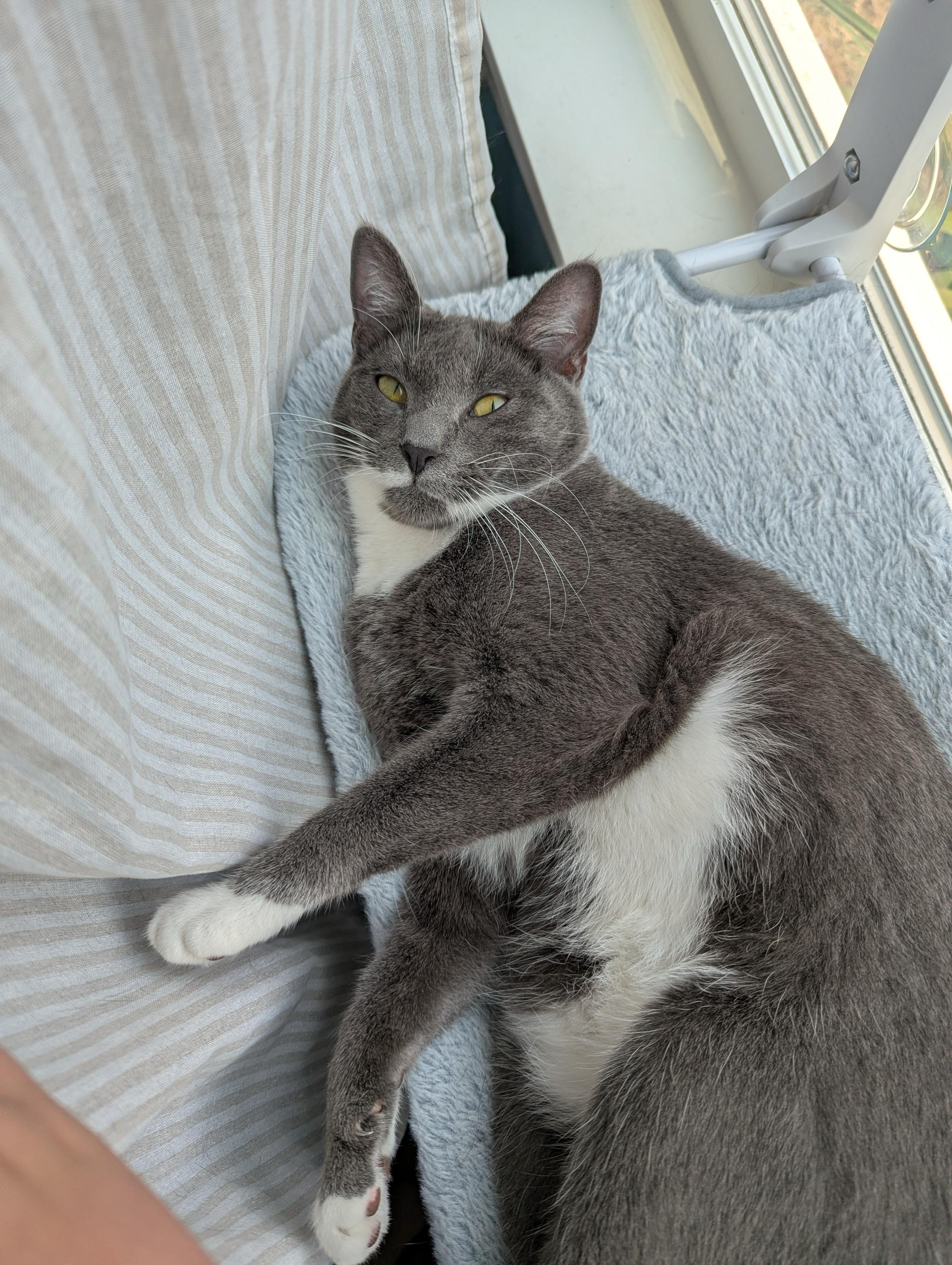 Enlarge Junior and Granite, an adoptable Domestic Short Hair in Seattle, WA image 4/6